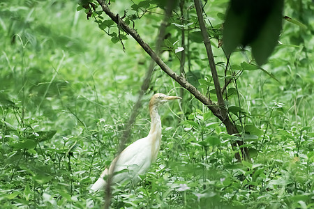 站立在绿叶背景的沼泽地的伟大的乳白色羽毛白鹭苍鹭 它是一种长颈和黄色喙的鹤类鸟类 Kumarakom 鸟类保护区 喀拉拉邦 印度图片