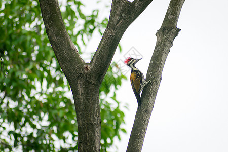 在森林林地的树干上发现的幼年大啄木鸟 一只鸟 有红色的羽冠 脖子上有黑白条纹 Nelapattu 鸟类保护区 印度安得拉邦 野生图片