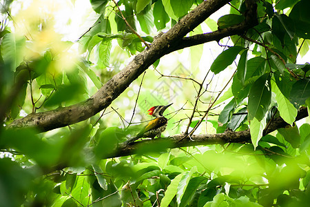 在森林林地的树干上发现的幼年大啄木鸟 一只鸟 有红色的羽冠 脖子上有黑白条纹 萨利姆阿里鸟类保护区果阿印度 野生动物主题和行为 图片