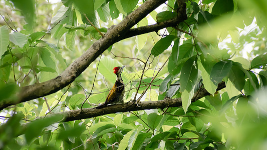 在森林林地的树干上发现的幼年大啄木鸟 一只鸟 有红色的羽冠 脖子上有黑白条纹 印度喀拉拉邦库玛拉孔鸟类保护区 野生动物主题和行为图片