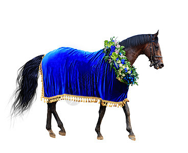 马赛 花圈和天鹅绒蓝色的胜利马匹 在白色背景上被孤立图片
