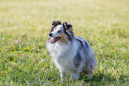 一只漂亮的小牧羊犬 一只苏格兰小牧羊犬在阳光明媚的日子里坐在草地上 一幅画像 嘴巴甜美而尖锐雪地小狗陨石恋人哺乳动物动物紫丁香毛图片