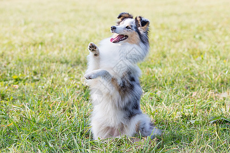 一只漂亮的小牧羊犬 一只苏格兰小牧羊犬在阳光明媚的日子里坐在草地上 一幅画像 嘴巴甜美而尖锐毛皮恋人花朵犬类哺乳动物黑貂紫丁香动图片