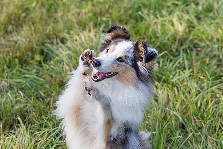 一只漂亮的小牧羊犬 一只苏格兰小牧羊犬在阳光明媚的日子里坐在草地上 一幅画像 嘴巴甜美而尖锐陨石三色紫丁香动物毛皮哺乳动物小狗恋图片