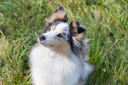 一只漂亮的小牧羊犬 一只苏格兰小牧羊犬在阳光明媚的日子里坐在草地上 一幅画像 嘴巴甜美而尖锐雪地蓝色紫丁香花朵陨石毛皮宠物谎言哺图片