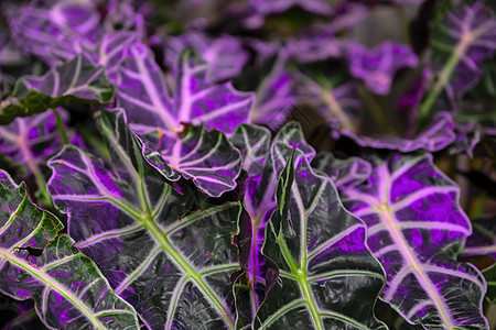 霓虹灯照亮的室内植物叶子的特写背景图片