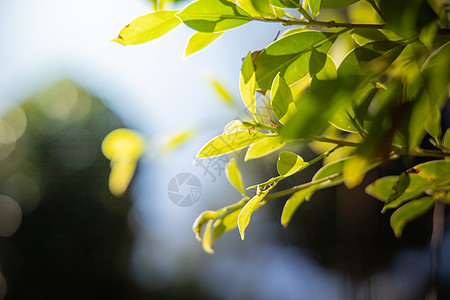 在花园的阳光下特写绿叶 自然黑色生态太阳美丽晴天植物群环境绿色植物树叶叶子季节图片