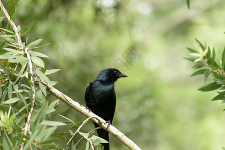 Drongo 是一只有黑色粉丝尾羽毛的草冠渡鸟 在森林树枝中发现图片