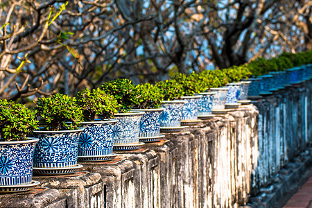 泰国 Phetburi 宫殿花盆中美丽的或福建茶树植物墙纸生长园艺公园植物群建筑花园热带盆栽图片