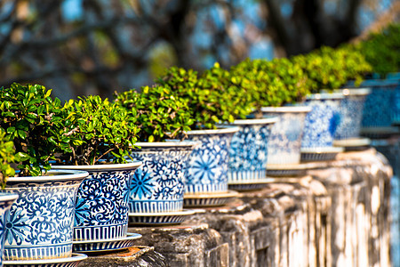 泰国 Phetburi 宫殿花盆中美丽的或福建茶树植物公园森林热带植物群园艺花园建筑盆栽墙纸图片