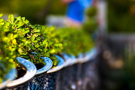 泰国 Phetburi 宫殿花盆中美丽的或福建茶树建筑墙纸森林叶子热带园艺花园植物衬套植物群图片