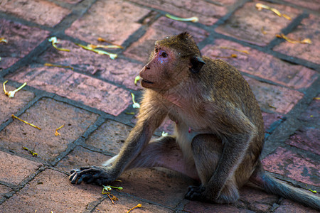 在中城独自一人的猴子欢乐哺乳动物猕猴灵长类划痕天堂冒充野生动物个性黑猩猩毛皮图片