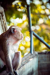 在中城独自一人的猴子欢乐眼睛猕猴个性动物动物园孤独天堂黑猩猩公园快乐图片