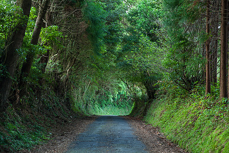 看起来像树形成的隧道的风景道路图片