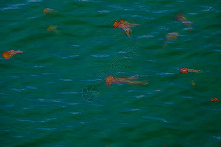 绿大洋的Jellyfish图片