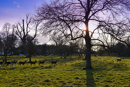 冬天的阳光照耀在一棵树上 而鹿走过鹿角橡木国家森林野生动物岩石橡树动物公园荒野图片