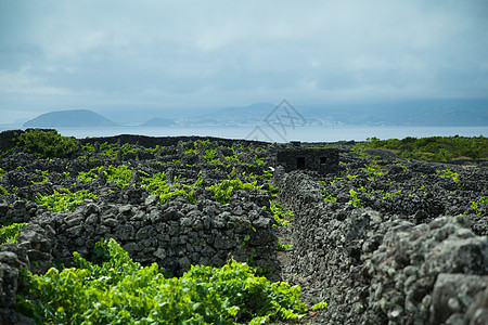 保护葡萄园景观 皮科 亚速尔旅游岩石石头蓝色荒野绿色海洋热带森林天空图片