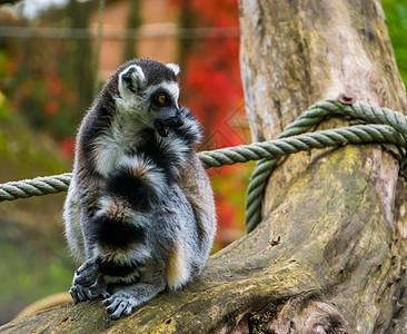环尾狐猴的特写 来自马达加斯加的热带濒危猴种图片