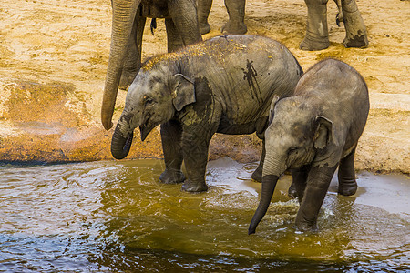 两只少年亚洲象站在水边 亚洲象小牛 来自亚洲的濒危动物图片