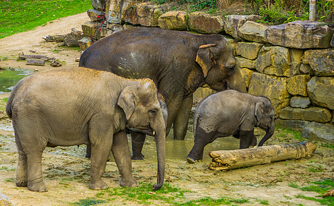 亚洲象全家福 亚洲象群 亚洲濒危动物图片