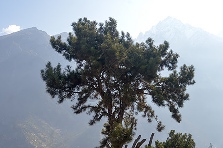 一棵孤独的地中海针叶松 Pinia Pinus 独自站在高山背景上 神奇的太阳光线从后面照亮 雾气弥漫 生命概念的个性孤独树云杉图片