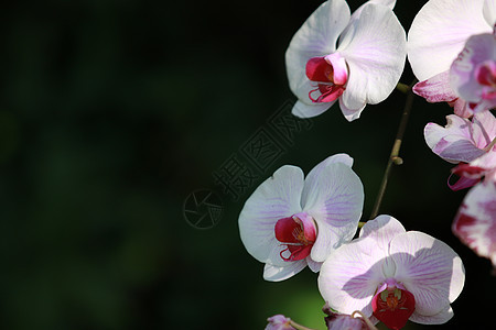 花园中的白色粉红色兰花 蝴蝶兰 花 热带花园花卉背景 兰花作为花卉背景礼物叶子植物群花瓣花束异国植物学情调墙纸宏观图片