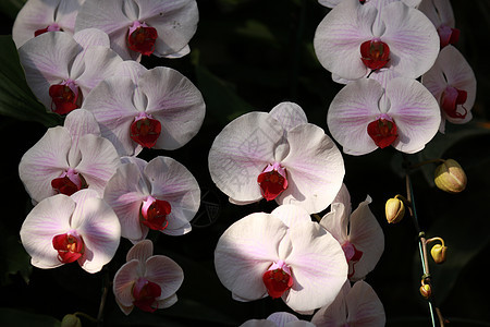 花园中的白色粉红色兰花 蝴蝶兰 花 热带花园花卉背景 兰花作为花卉背景墙纸花束情调植物礼物花瓣紫色异国植物群叶子图片