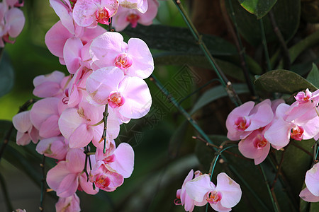 明亮的粉红色兰花 蝴蝶兰 在花园中有分支 明亮的粉红色兰花作为绿色背景中的花卉图片