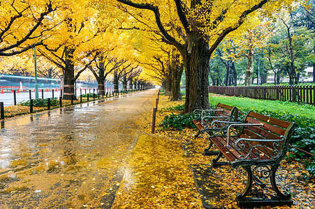 秋天黄金果树一排 日本东京秋季公园环境橙子生态植物街道季节树叶花园旅游叶子图片