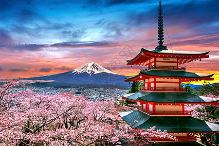 春天的樱花开花 日本日落时春丽托塔和藤山图片