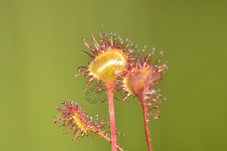 特写绿色后草原图片