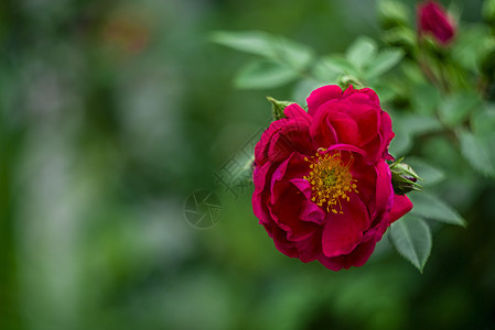 绿色背景的红玫瑰红色花瓣玫瑰花红花玫瑰味道图片