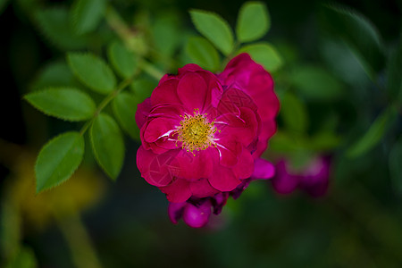 绿色背景的红玫瑰味道红色花瓣玫瑰红花玫瑰花背景图片