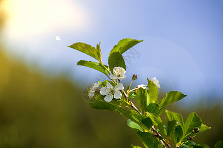 苹果树枝在阳光下对天而开图片