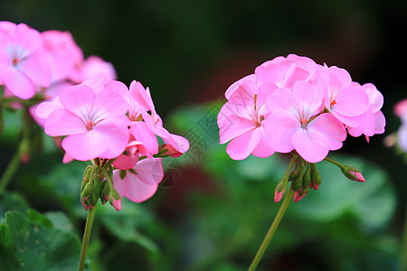 美丽的粉红色绣球花或霍滕西亚花在花园中绽放 早晨在自然背景中特写新鲜的绣球花与叶子和树枝图片