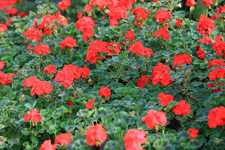 花园中盛开的美丽红绣球花或霍滕西亚花群 花园中鲜活的绣球花叶枝图片