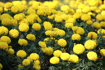 花园中盛开的万寿菊或万寿菊花群 以黄色万寿菊花为花卉背景农业季节花束橙子植物群金子花瓣公园植物学叶子图片