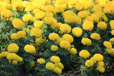花园中盛开的万寿菊或万寿菊花群 以黄色万寿菊花为花卉背景农业团体花束季节花瓣公园金子植物学叶子橙子图片