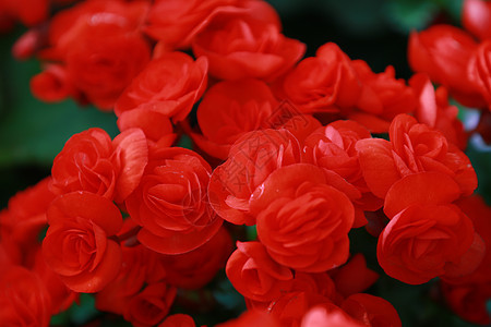 一组美丽的红绣球花或霍滕西亚花开花新鲜的绣球花作为花卉背景 红绣球花的质地图片