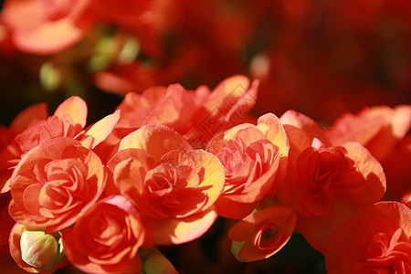 美丽的红色八仙花属或霍滕西亚花群开花新鲜的八仙花属花作为花卉背景 美丽的红色花的质地与阳光蓝色花瓣园艺衬套团体紫色绣球花公园植物图片