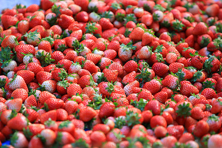 草莓在销售中 从新鲜采摘的草莓中的背地图片