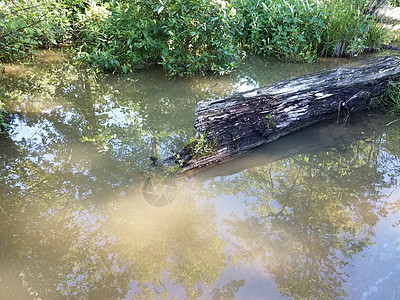 湖泊或湿地水中的分解木木原木池塘日志树干沼泽木头植物群腐烂图片