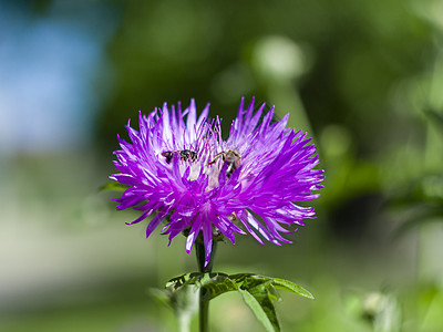 有蜜蜂绿色背景的紫花 玉米花植物群白色毛刺荒野植物粉色紫色宏观图片