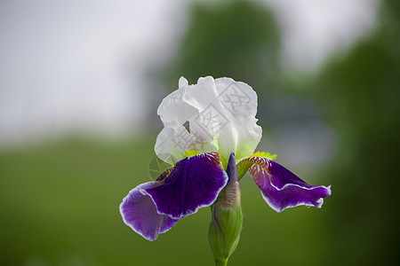 Iris 细菌白色和紫色蓝色花瓣植物花朵花园绿色黄色图片