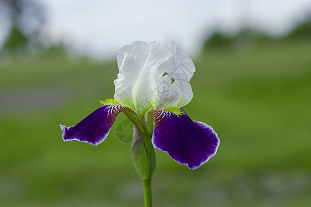 伊利丝 伯根迪绿色紫色蓝色花园黄色植物花瓣花朵白色图片
