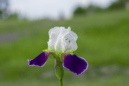 Iris 细菌白色和紫色花瓣绿色黄色花园花朵蓝色植物图片