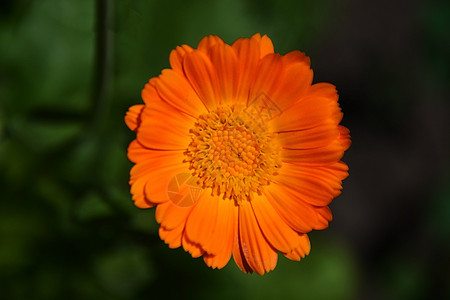 黄花团的金黄色花朵宏叶子黄色花园花瓣植物植物学草本植物绿色植物群图片