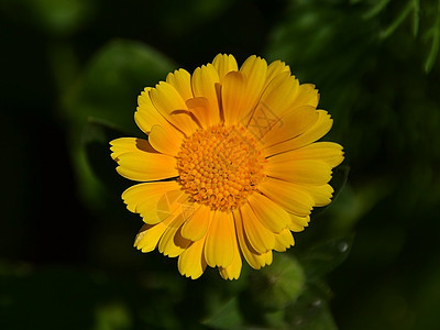 黄花团的金黄色花朵宏植物群草本植物植物植物学花瓣花园黄色叶子绿色图片