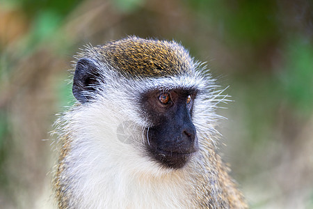 埃塞俄比亚查莫湖的活性猴子狒狒长尾灵长类公园动物群荒野绿藻成人钻地哺乳动物图片