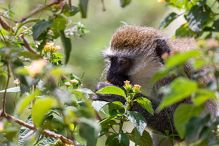 埃塞俄比亚查莫湖的活性猴子钻地动物生物尾巴公园成人狒狒动物群灵长类绿藻图片